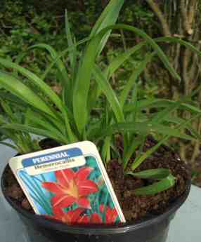 Hemerocallis Crimson Pirate for sale scented day lilly